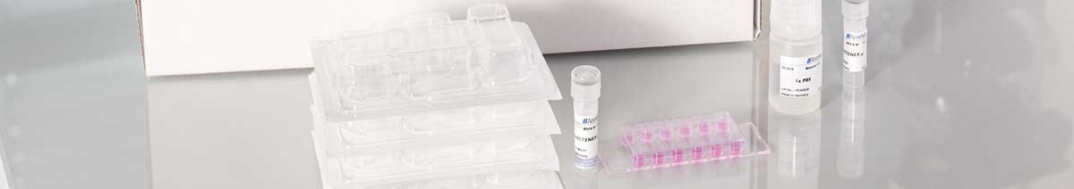 µ-Transfection Kit VI from Biontex for high resolution live cell imaging